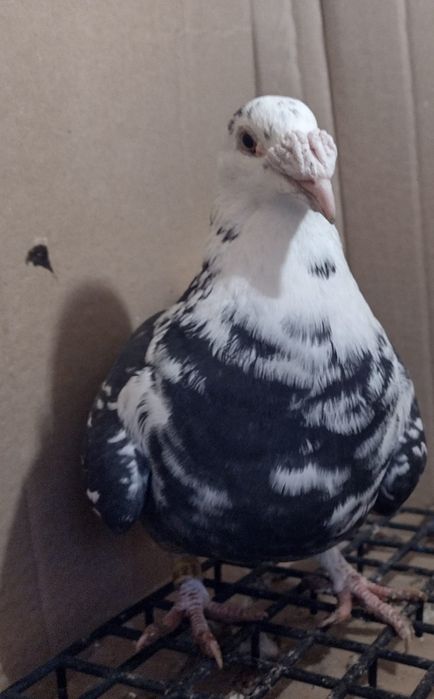 Gołębie staropolskie