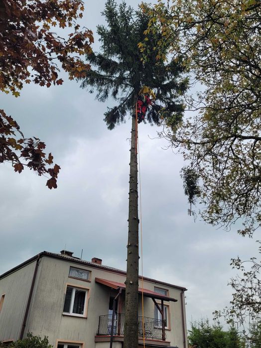 Pielęgnacja drzew/ Wycinka sekcyjna/ Frezowanie pni
