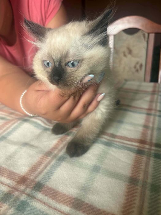 Ragdoll śliczny kocurek