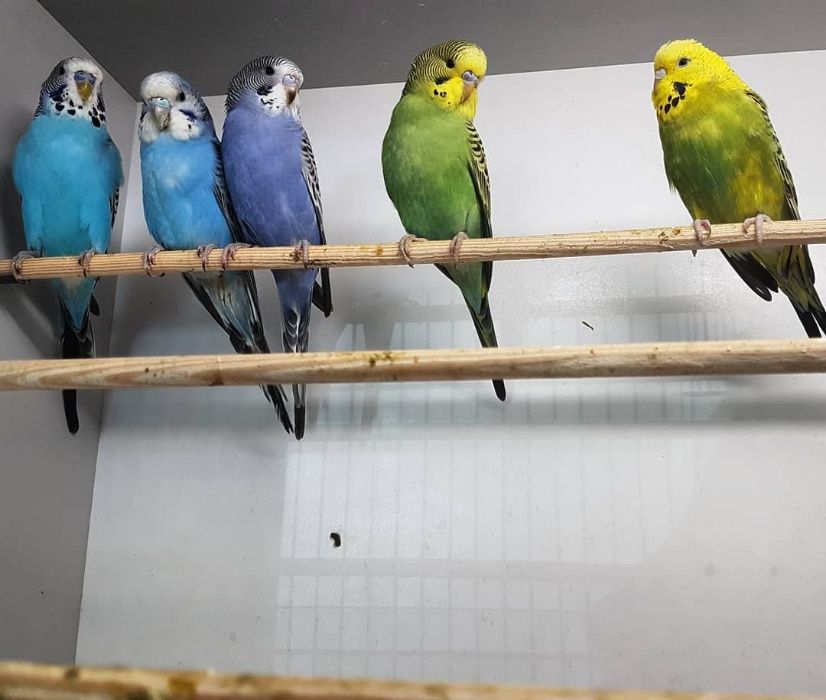 Papuga falista młoda