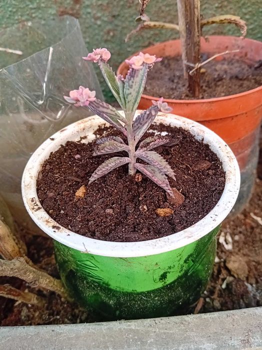 Horticulas Com Vaso