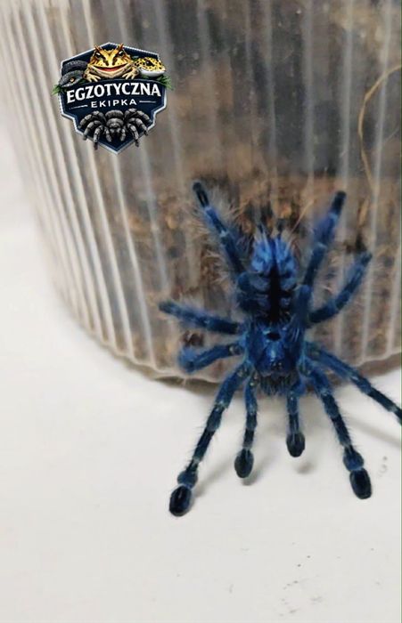 Caribena Versicolor L4 ptasznik nadrzewny