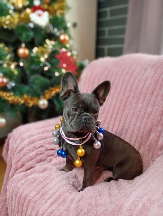 Vendo bulldog francês femea