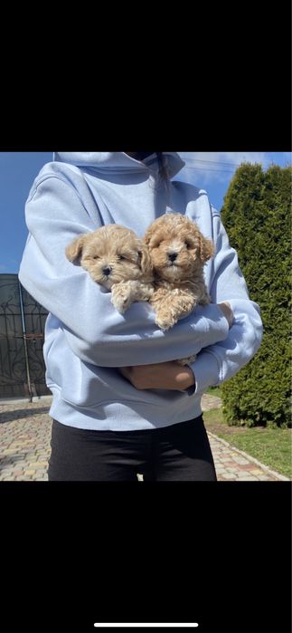 Ф1цуцики мальтіпу