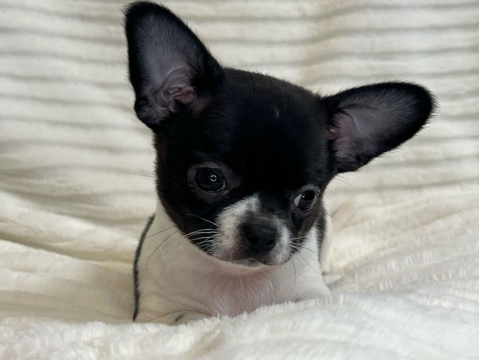 Chihuahua Macho Pelo Curto