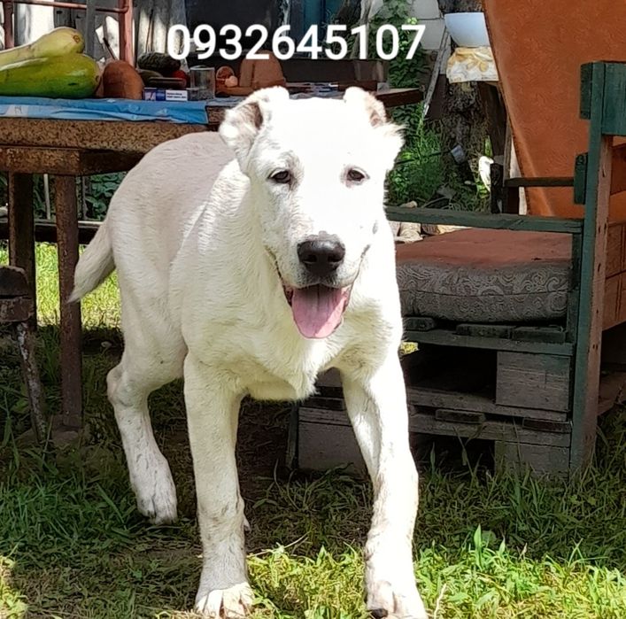 Среднеазиатская овчарка