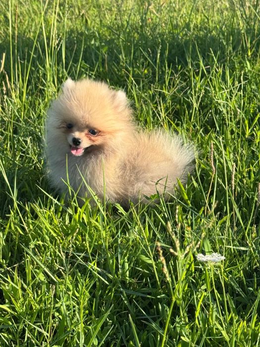 Spitz Alemão Anão MINI com LOP