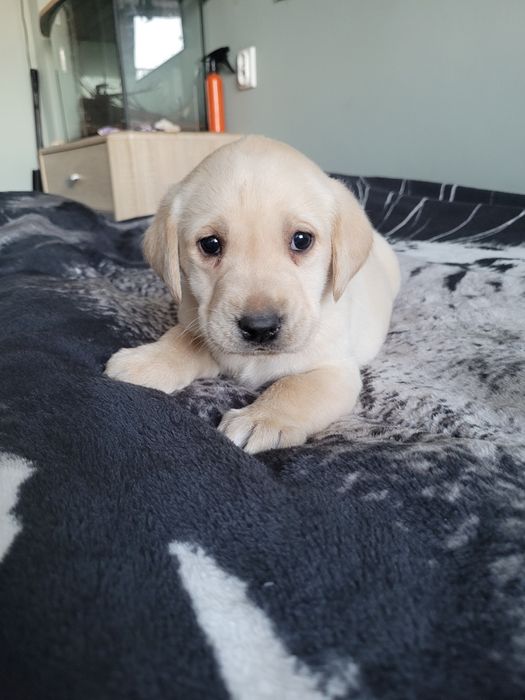 Piesek Labrador Retriever