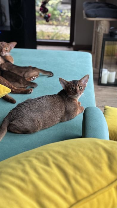 Kociak abisyński, kotek