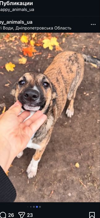 Щенки девочки ищут заботливые ручки