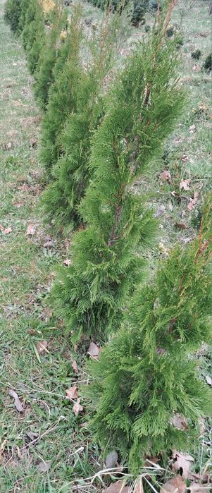 Świerk srebrny 30-50cm