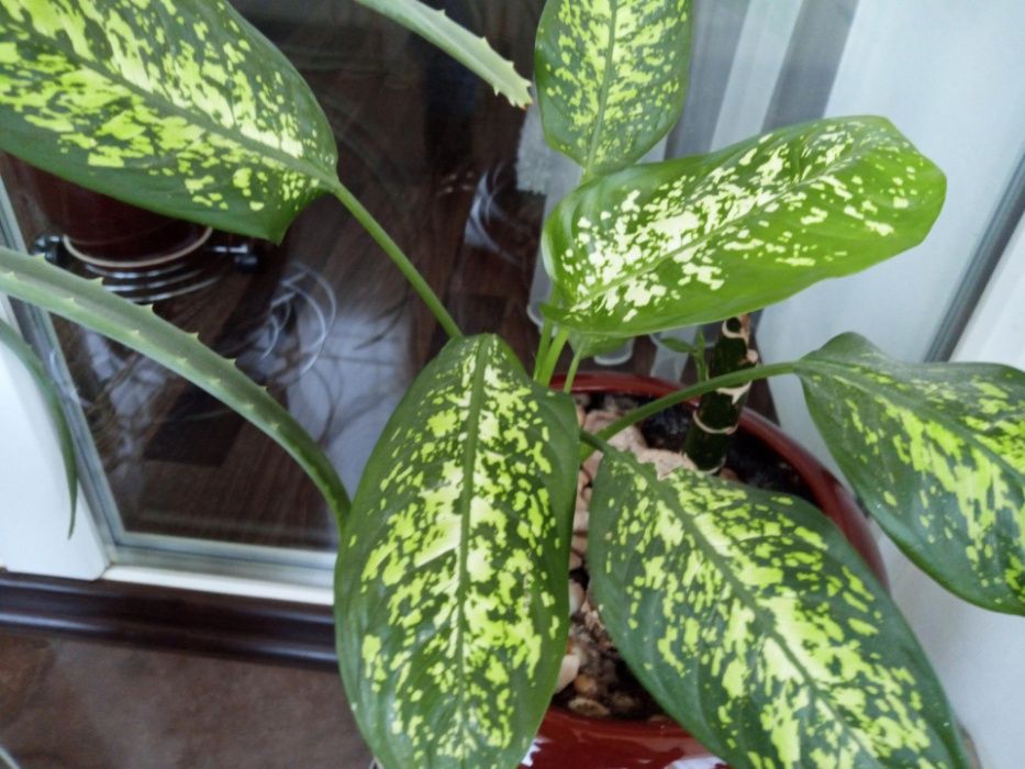Диффенбахия домашняя