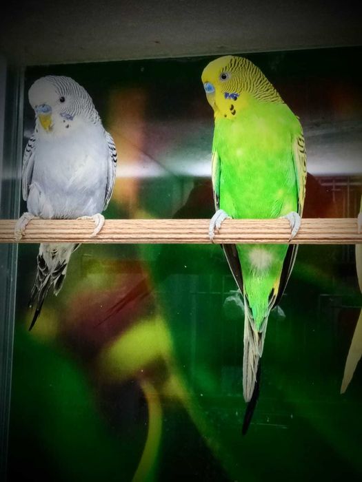 Papuga falista - Tina Zoo Witkiewicza