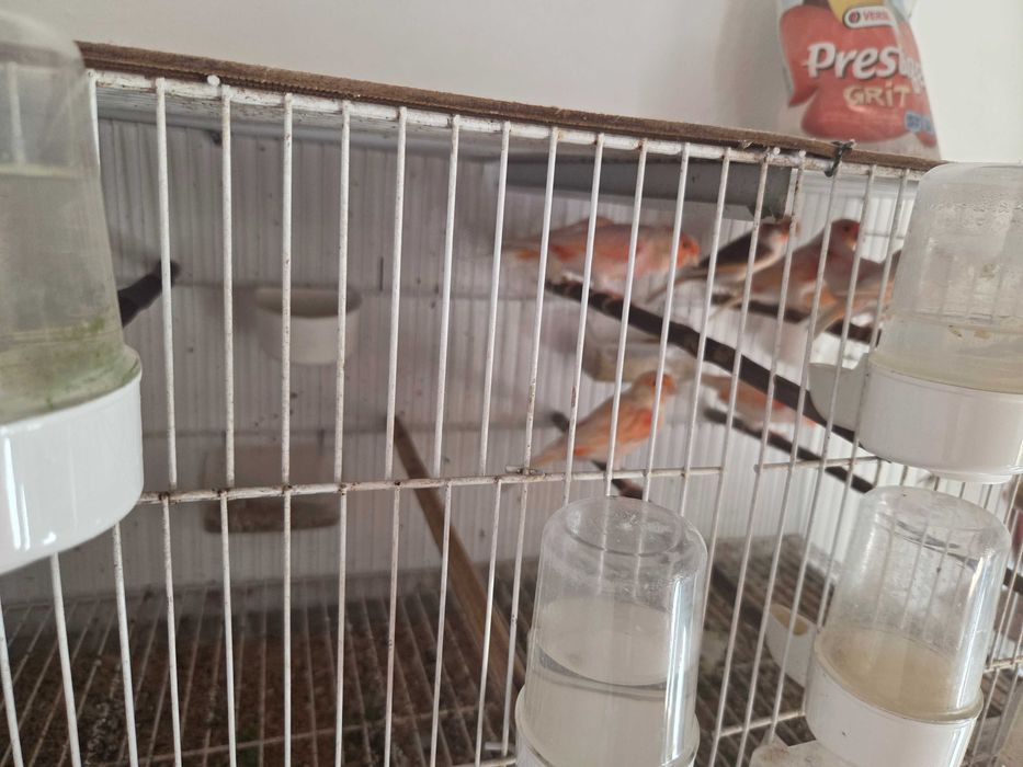 Canários mosaicos vermelhos e variáveis