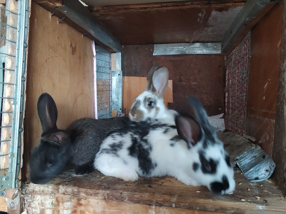 Кролики, крольчата на продажу