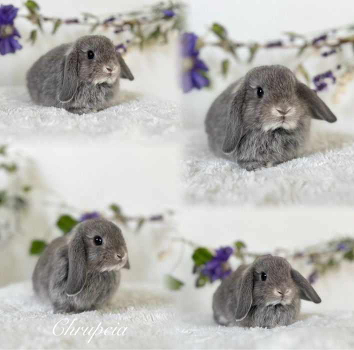 Kroliczki Karzełki Teddy najmniejsza rasa, Mini lopki