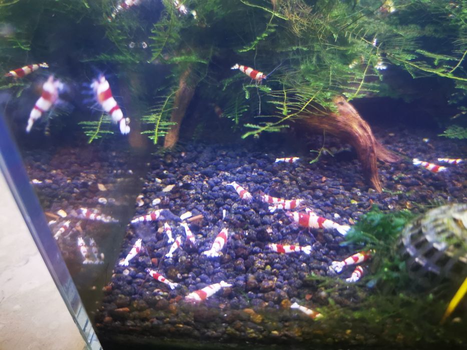 Krewetki Crystal Red