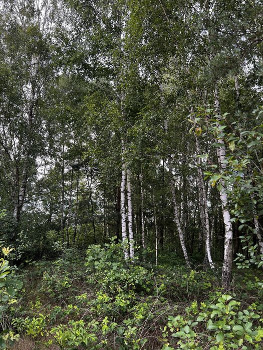 Dzialka Anastazew Mostówka  las, natura