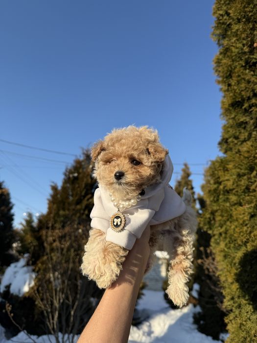 Цуценятка мальтипу чіповані