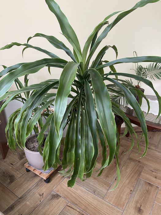 Вазон великий самовивіз Чернівці