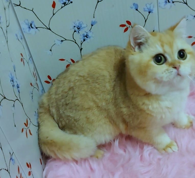 Котик золотая шиншилла, яркий окрас