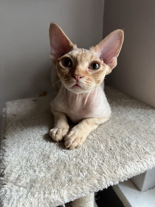 Rudy kocurek Devon Rex Płock • OLX.pl