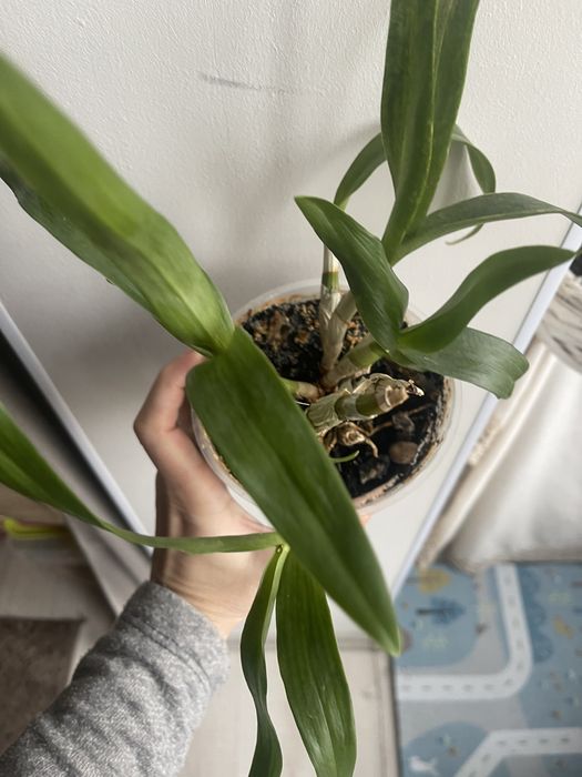 Продам орхідею орхідея каттлея