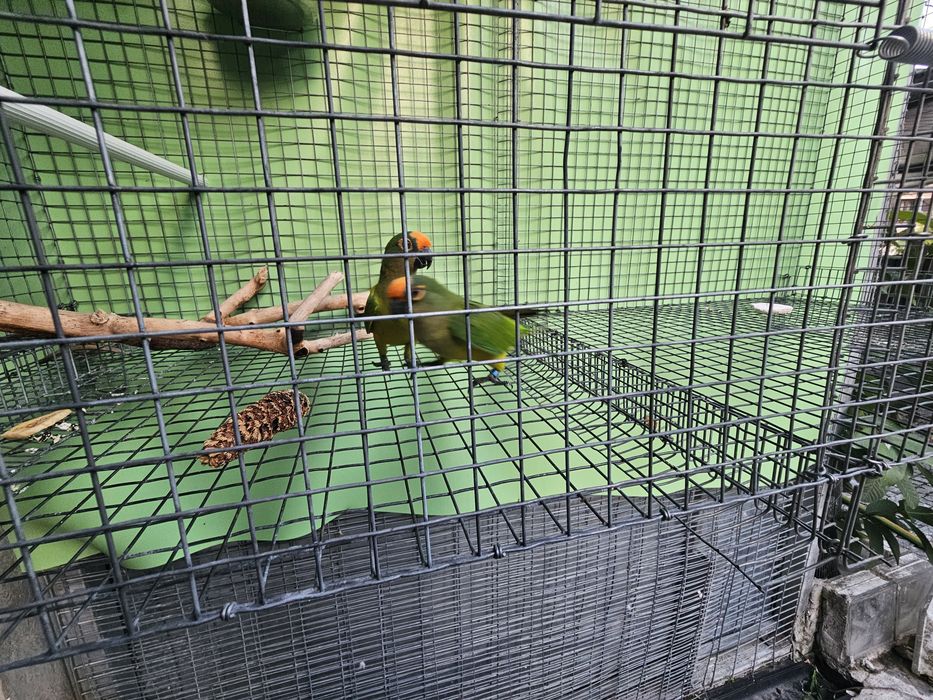 Aratingas aureas