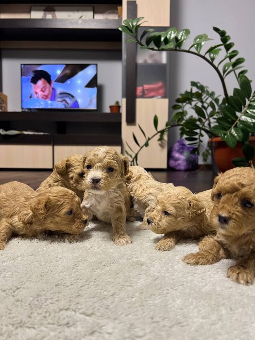 Мальтипу ф1 міні, цуценята