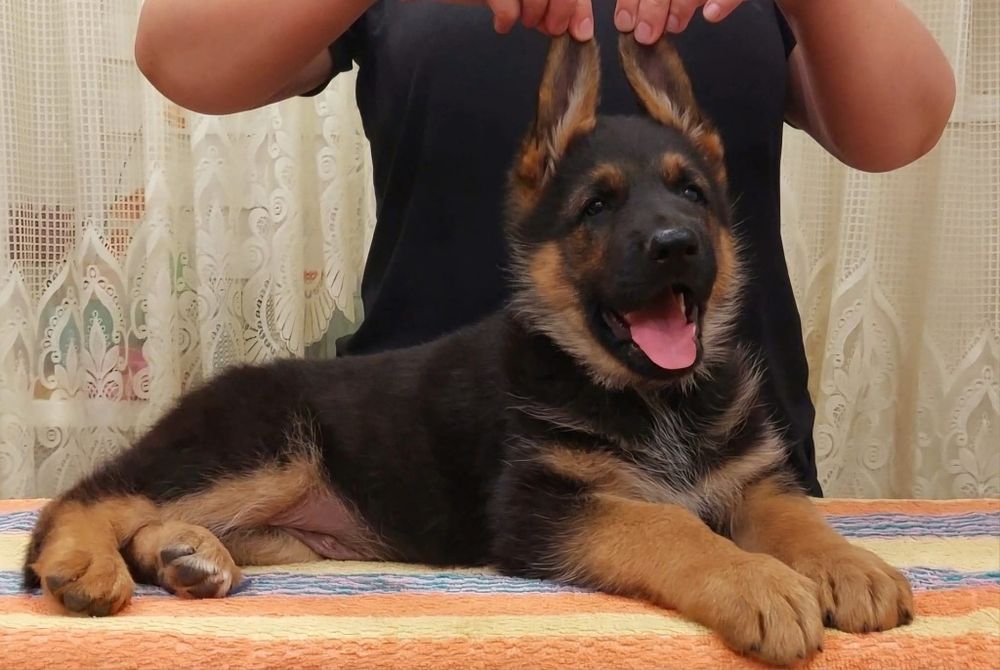Цуценята німці  в найкращі родини