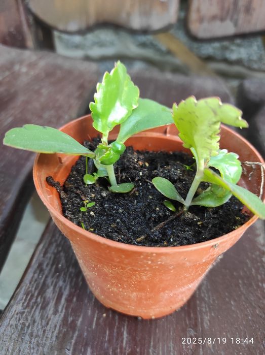 Żyworódka młode szczepki