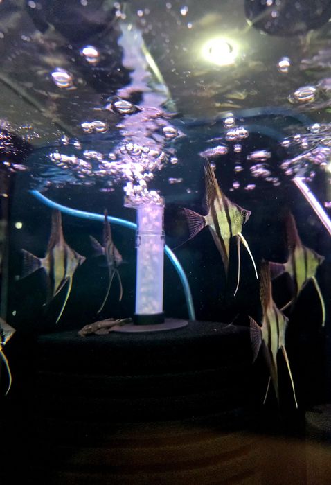 Skalar altum peru Rio nanay