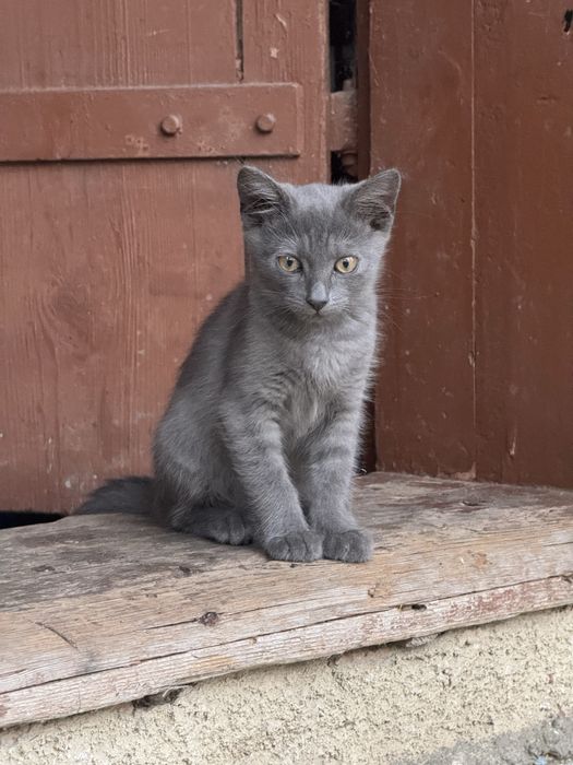 Маленькі котики/кошеня