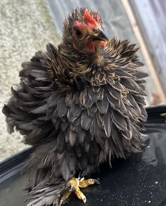 Vendo casal de pekins novos