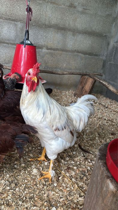 Rhode Island Red 100% puro e legorne