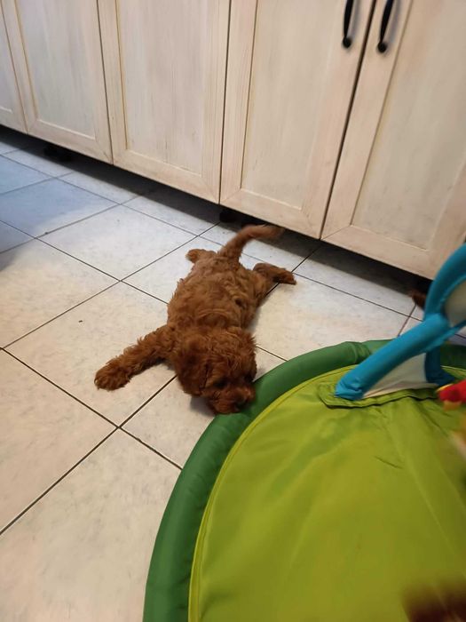 Maltipoo, cavapoo, mix, hybryda - gotowy do zmiany domu Kutno • OLX.pl