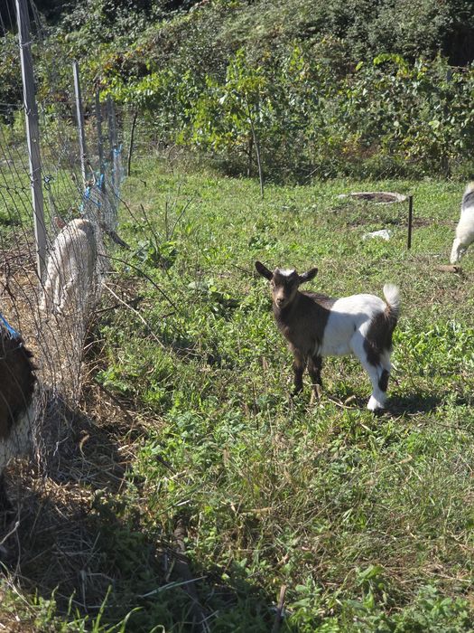 Cabras e cabritos anões