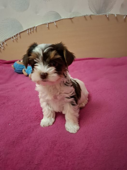 Продам гарненьких йорчиків