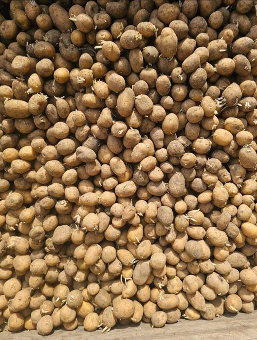 Catania wielkość sadzeniaka