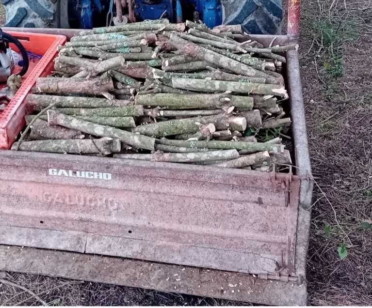 Vendo lenha de pinheiro manso
