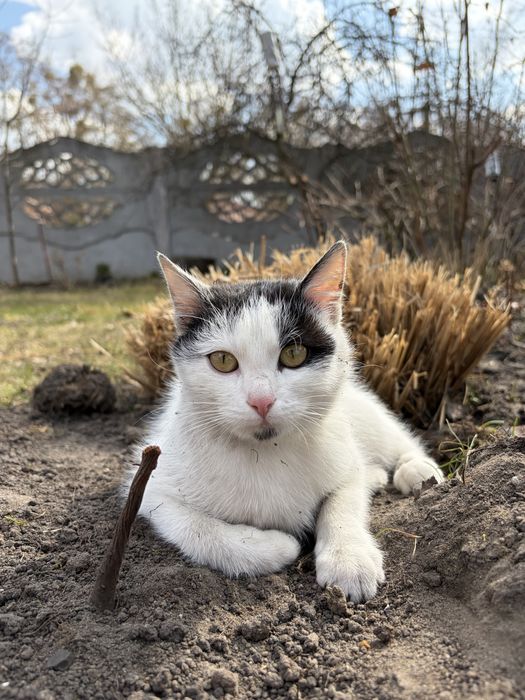 oddam w dobre ręce 10-cio miesieczną kotkę