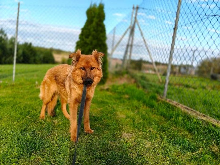 Asap do adopcji!