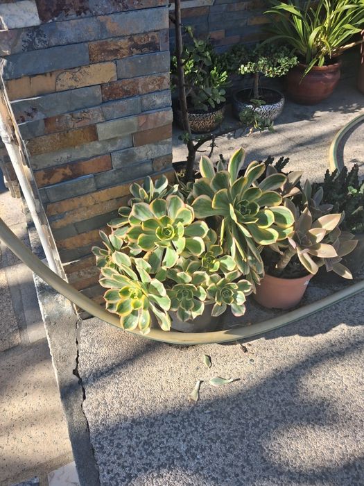 Plantas  suculentas