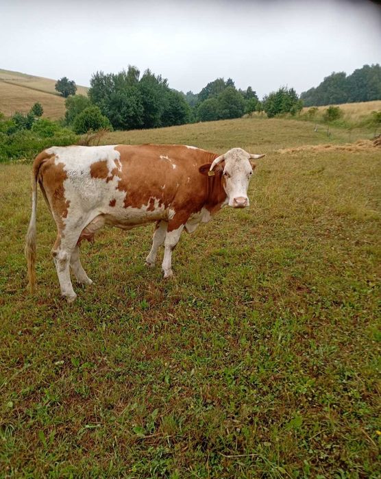 Sprzedam    bydło