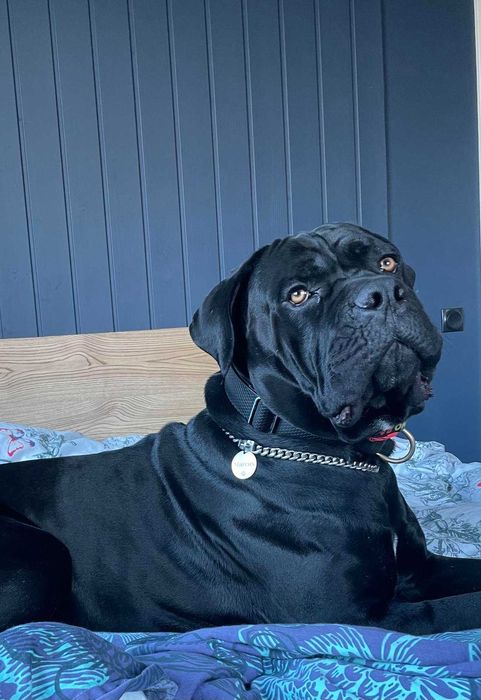 Кобель Итальянский Кане-корсо (Cane Corso) для вязки