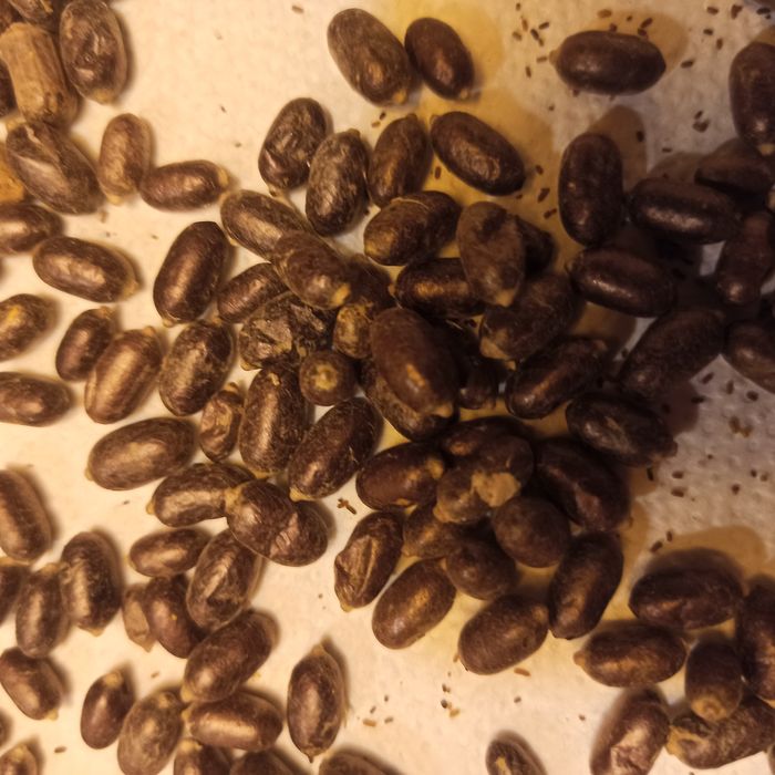 Kokony murarki ogrodowej 300 szt.