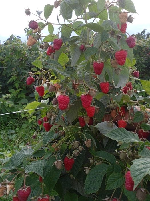 Продам Саджанці малини ремонтатного сорту