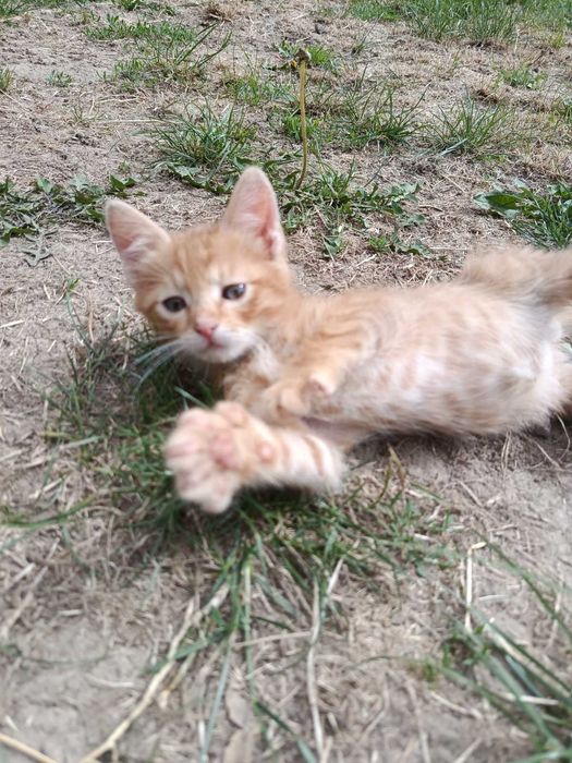 Котенята шукають домівку