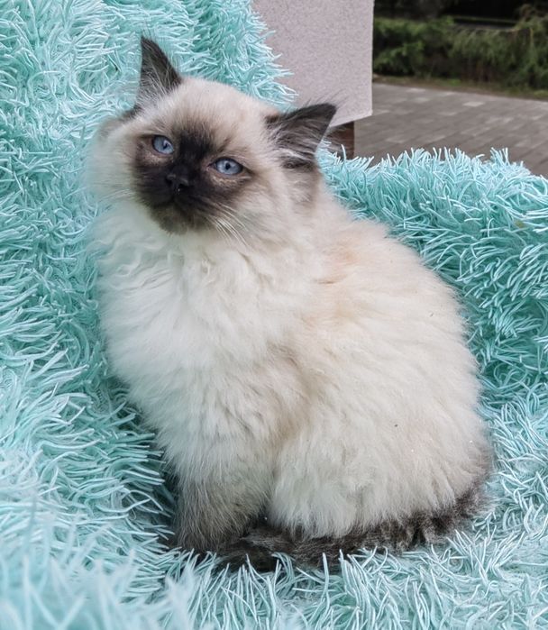 kotka rasy ragdoll