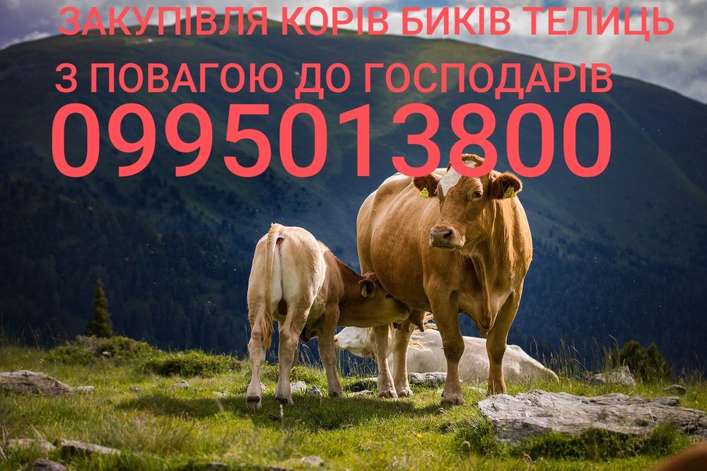 Корівок бичків теличок